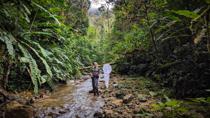 A small stream through the rain forest above Zurmi, in Zamora-Chinchipe at 1500m. This is a wonderful site with <i> Heliconius timareta, Anaea nessus,  Archaeoprepona chromus </i> and such.